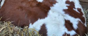 cowprint3